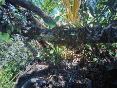 Scaphyglottis sessilis