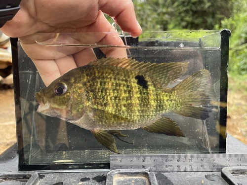 Buettikofer's cichlid (Pelmatochromis buettikoferi) — Cichlidae — 5