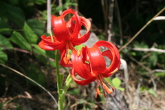 Lilium chalcedonicum, photograph (c) fmunoz, some rights reserved (CC BY)