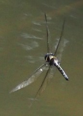 Macromia