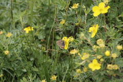 Coenonympha hero