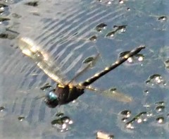 Macromia