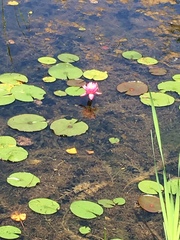 Nymphaea odorata tuberosa