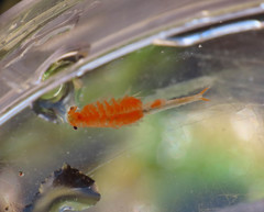 Chirocephalus marchesonii