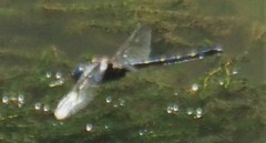 Macromia