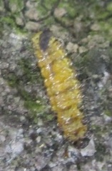 Chrysomelina