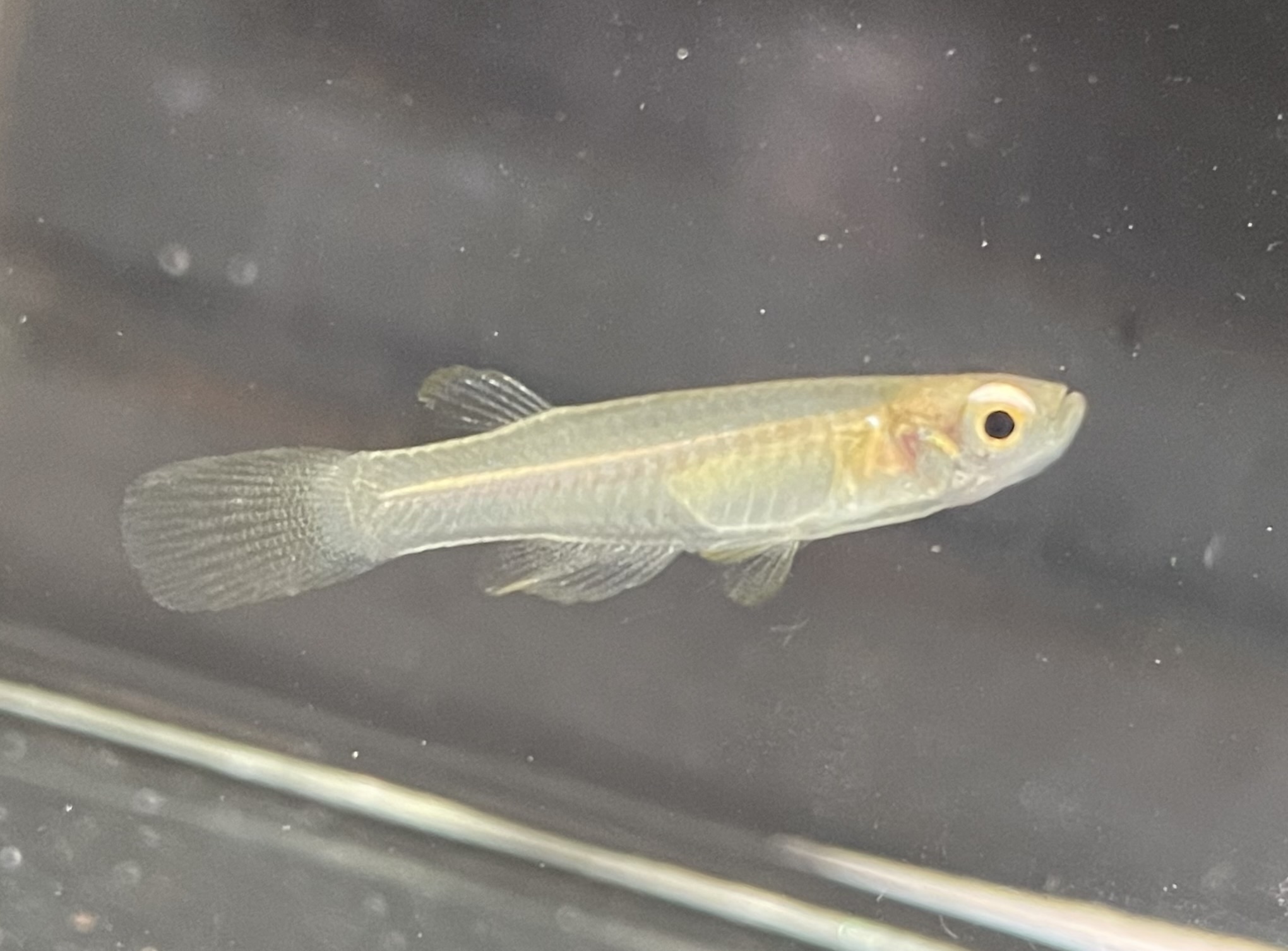 Rhexipanchax schiotzi