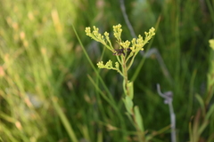 Solidago ohioensis