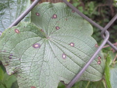 Dioscorea galeottiana