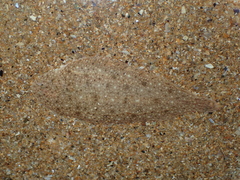 Solea solea