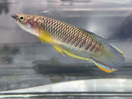 Olbrechts' panchax (Epiplatys olbrechtsi) — Nothobranchiidae — 2