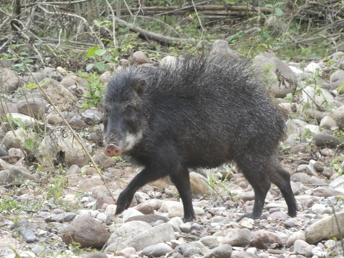 White-lipped Peccary, photo 3 of 8