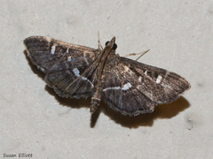 Diathrausta