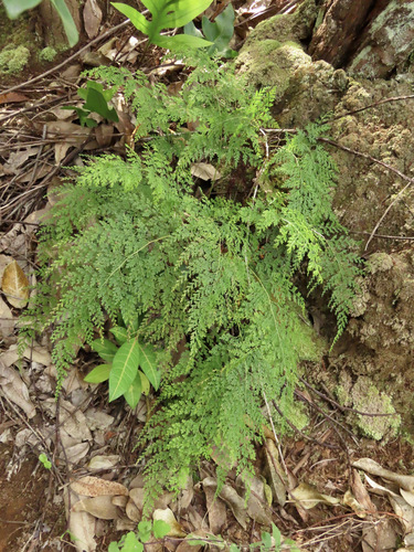 Odontosoria chinensis observed 2025-02-08