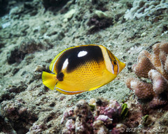 Chaetodon quadrimaculatus