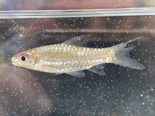 Guild's barb (Enteromius guildi) — Cyprinidae — 5