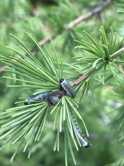 Pristiphora erichsonii