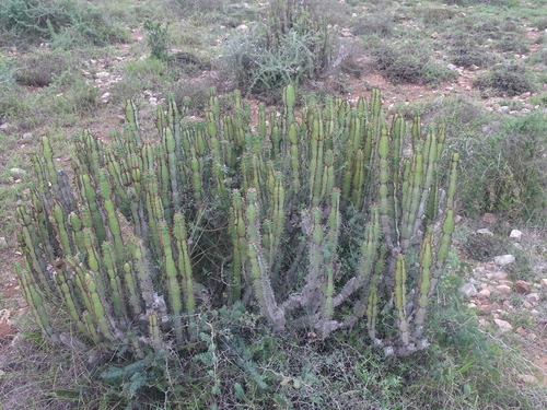 Euphorbia caerulescens, photograph 6