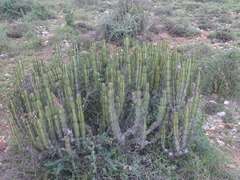 Euphorbia caerulescens, photograph (c) Shaun Swanepoel, some rights reserved (CC BY)
