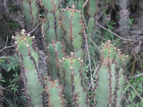 Euphorbia caerulescens, photograph 5