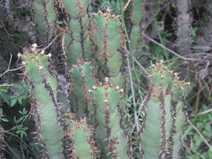 (c) Shaun Swanepoel, some rights reserved (CC BY) Euphorbia caerulescens, photograph (c) Shaun Swanepoel, some rights reserved (CC BY)