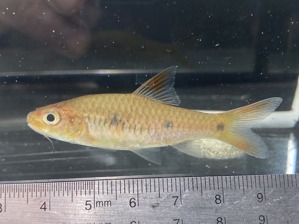 Liberian barb (Enteromius liberiensis) — Cyprinidae