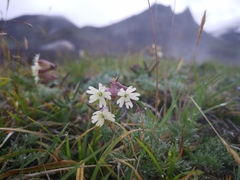 Silene repens
