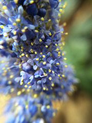 Ceanothus thyrsiflorus griseus