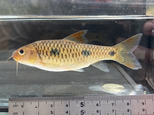 Liberian barb (Enteromius liberiensis) — Cyprinidae — 2