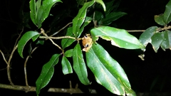 Boophis pyrrhus