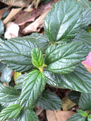 Ceanothus thyrsiflorus griseus