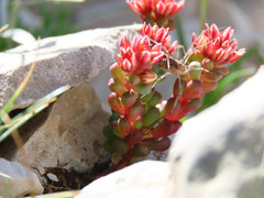 Sedum atratum
