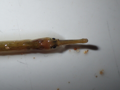 Syngnathus rostellatus