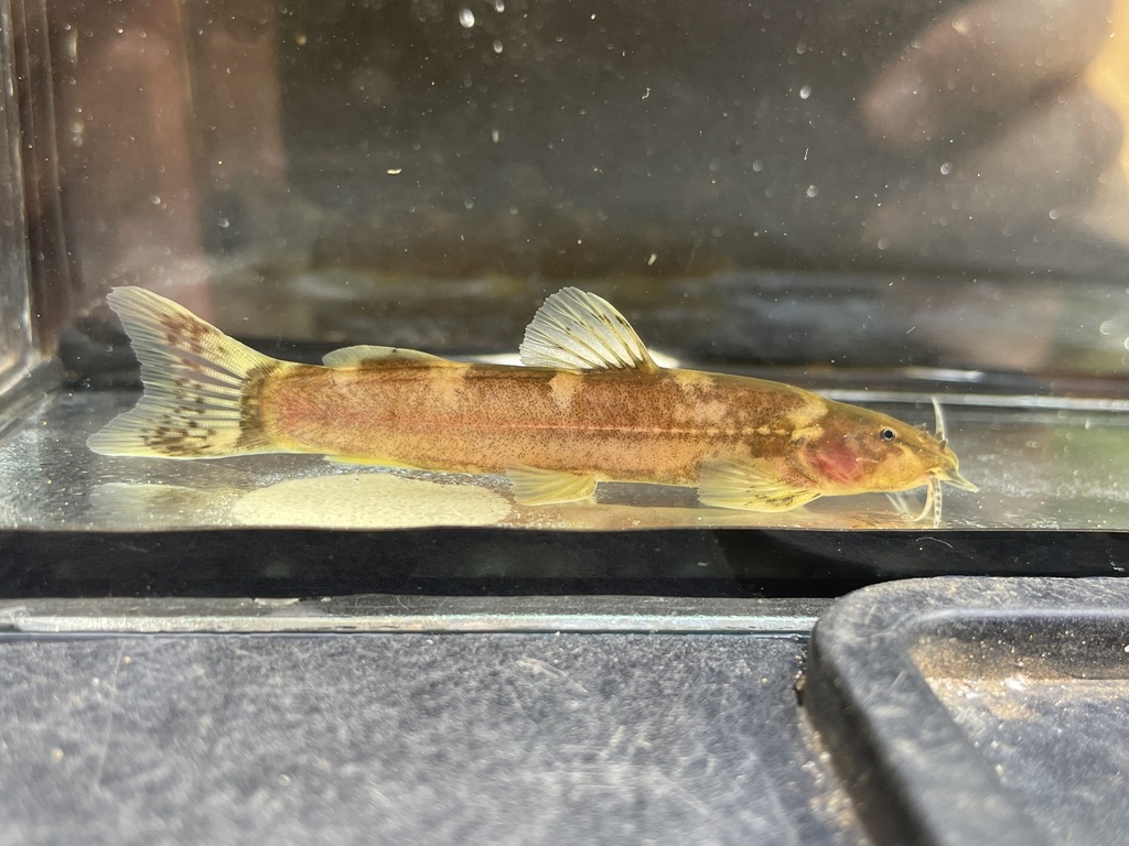 Atesu loach catfish (Amphilius atesuensis) — Amphiliidae