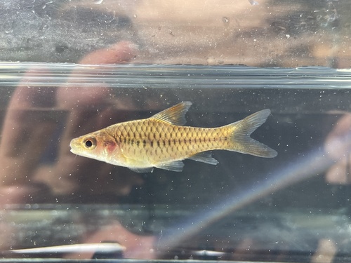 Guilds barbeel (Enteromius guildi) — Cyprinidae