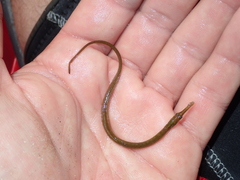 Syngnathus rostellatus
