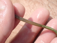 Syngnathus rostellatus