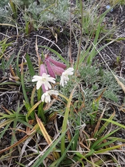 Silene repens
