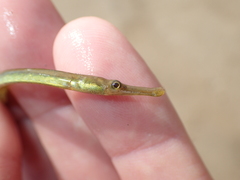 Syngnathus rostellatus