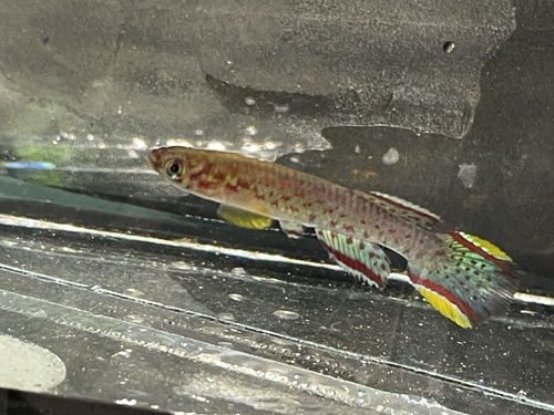 Schmitt's killi (Scriptaphyosemion schmitti) — Nothobranchiidae — 4