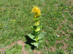 Gentiana lutea lutea