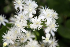 Clematis