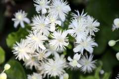 Clematis