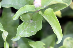 Clematis