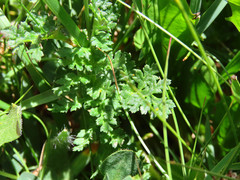 Pedicularis tuberosa