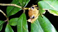 Boophis pyrrhus