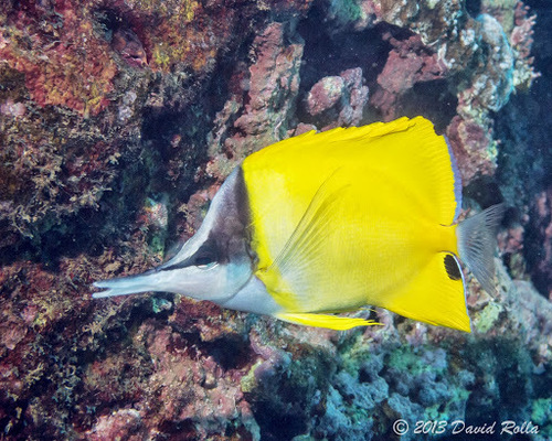 Forceps Butterflyfish
