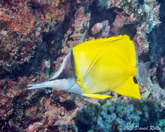 Forcepsfish photo 3