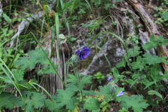 Geranium platypetalum