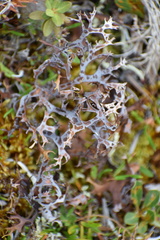 Masonhalea richardsonii